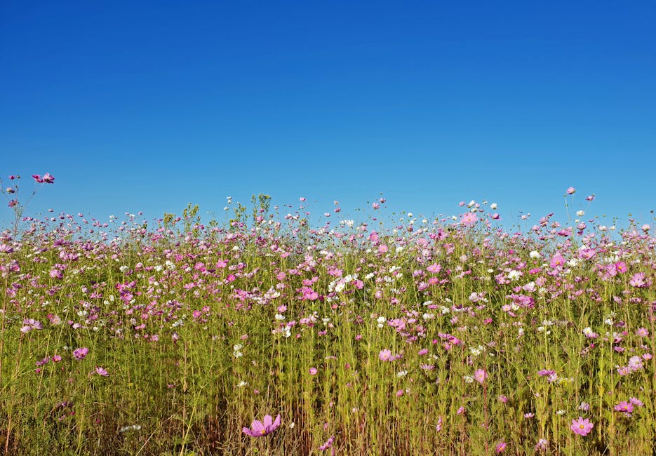 Creating a Wildflower Meadow: A Practical Guide